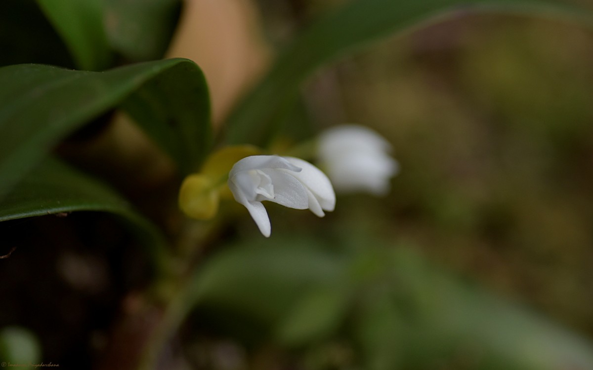 Cylindrolobus lindleyi (Thwaites) Ormerod & C.S.Kumar